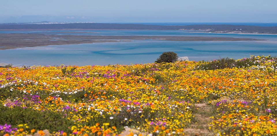 Spring Season Is Flower Season - Top 5 Reasons To Visit Cape Town In Spring